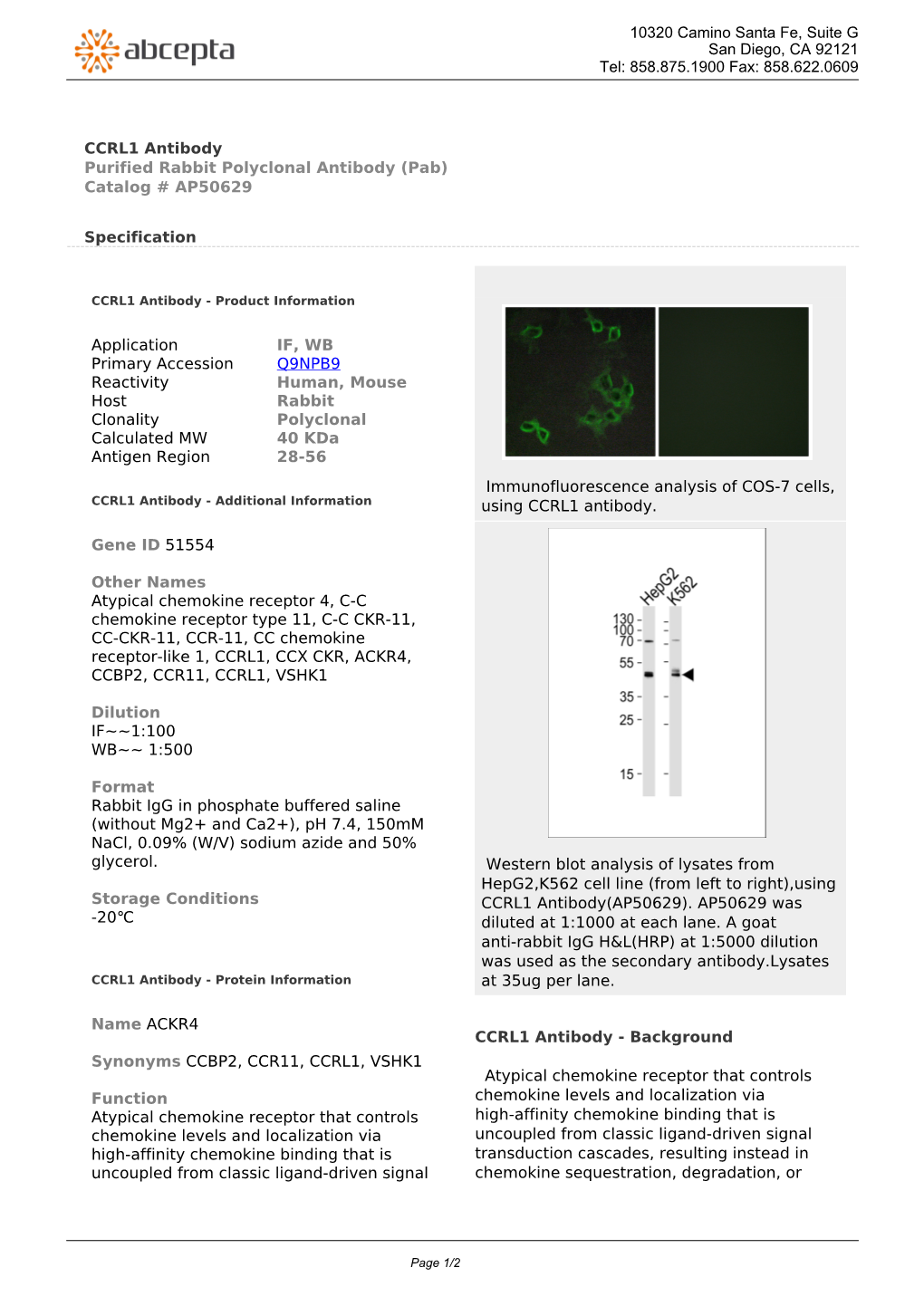 CCRL1 Antibody Purified Rabbit Polyclonal Antibody (Pab) Catalog # AP50629