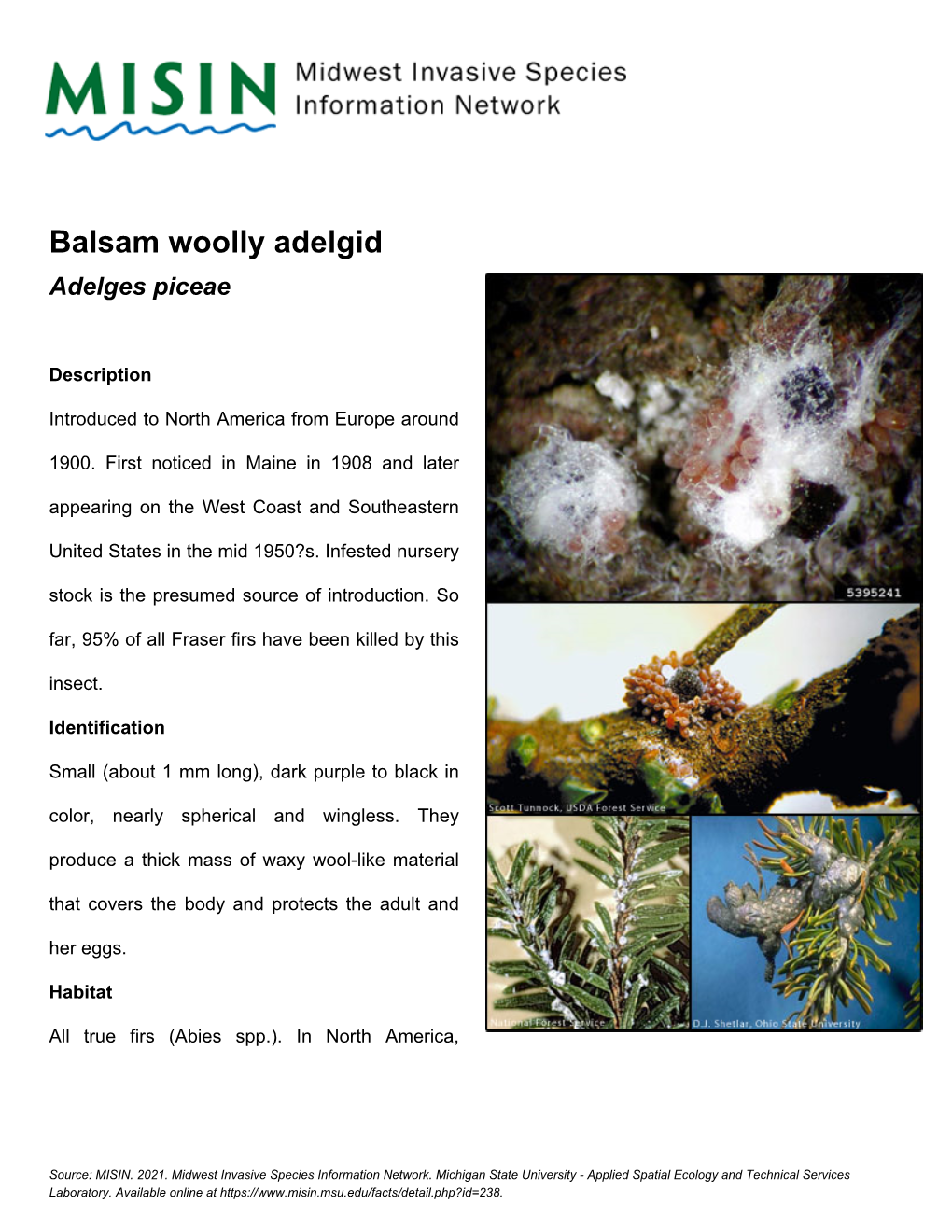 Balsam Woolly Adelgid Adelges Piceae