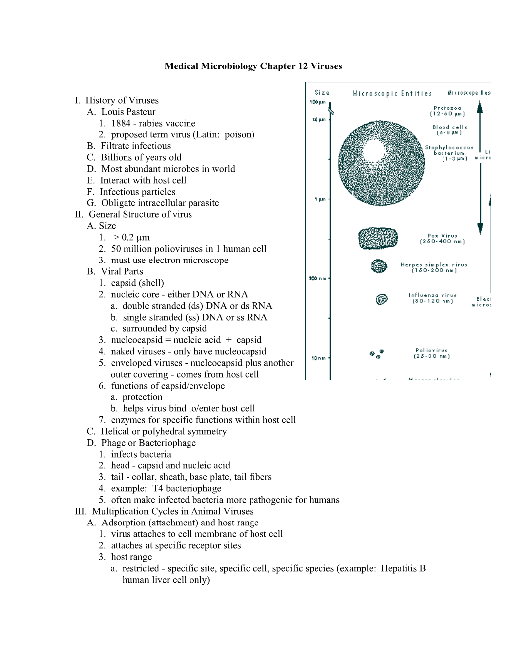 Medical Microbiology Chapter 12 Viruses