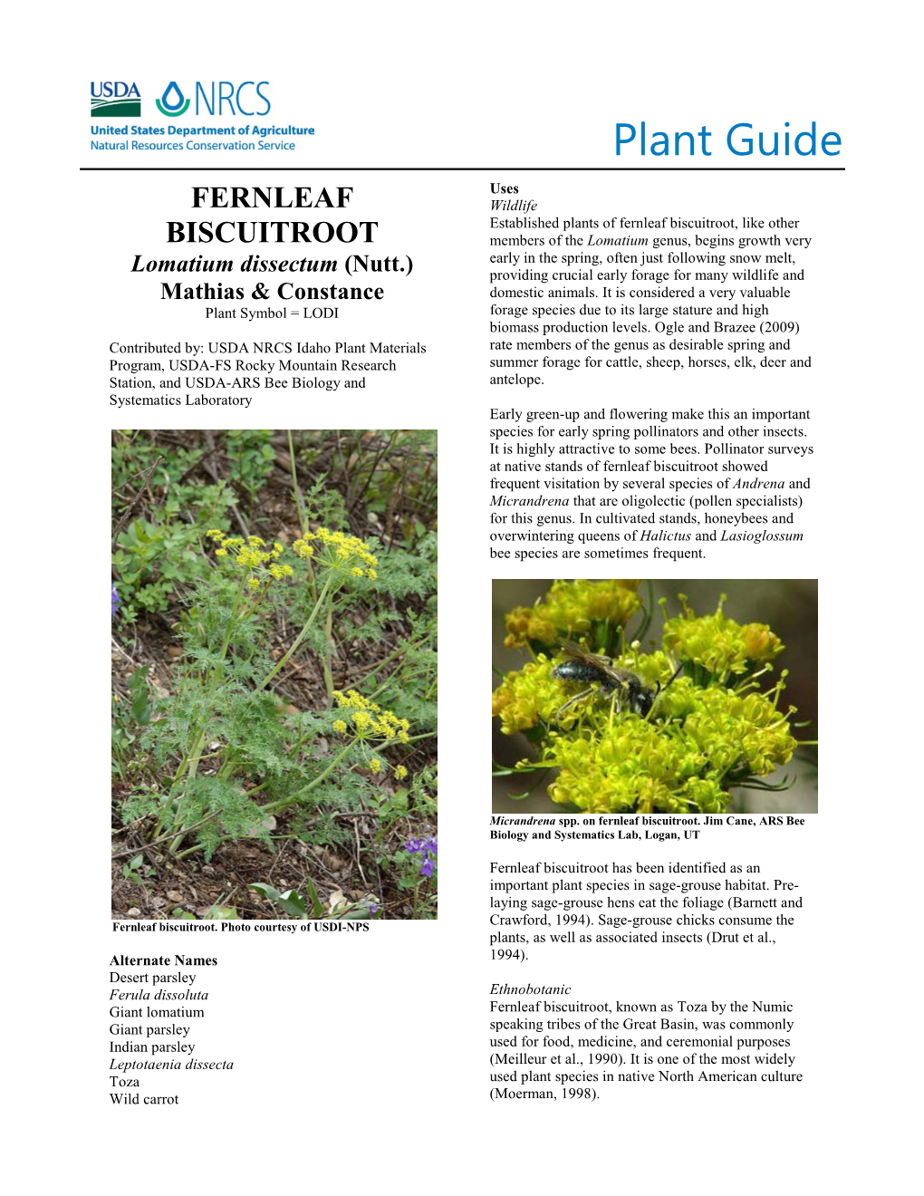 Plant Guide: Fernleaf Biscuitroot (Lomatium Dissectum [Nutt