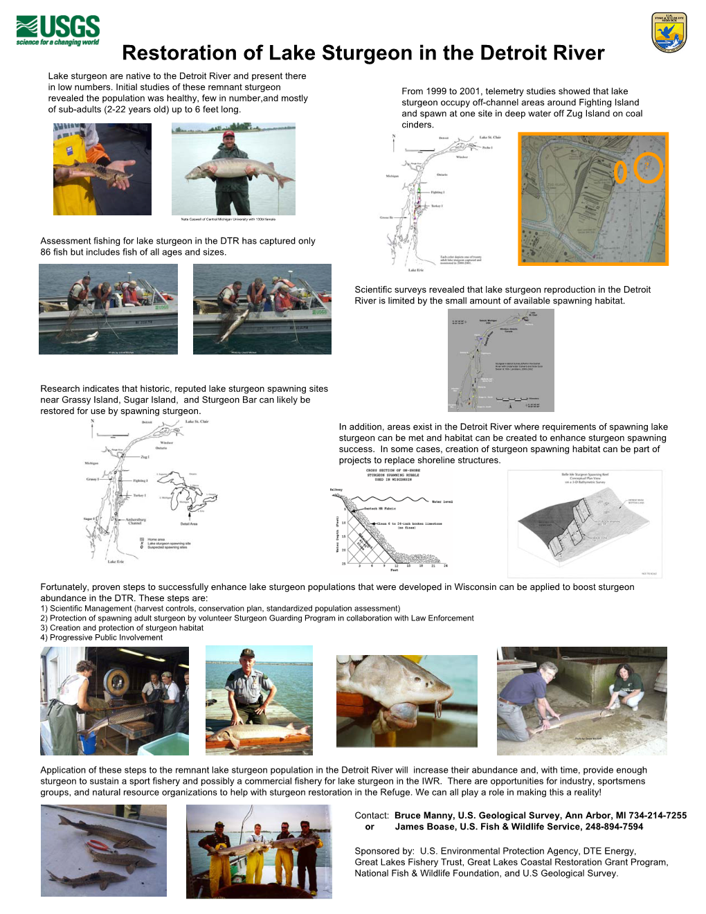 Restoration of Lake Sturgeon in the Detroit River Lake Sturgeon Are Native to the Detroit River and Present There in Low Numbers