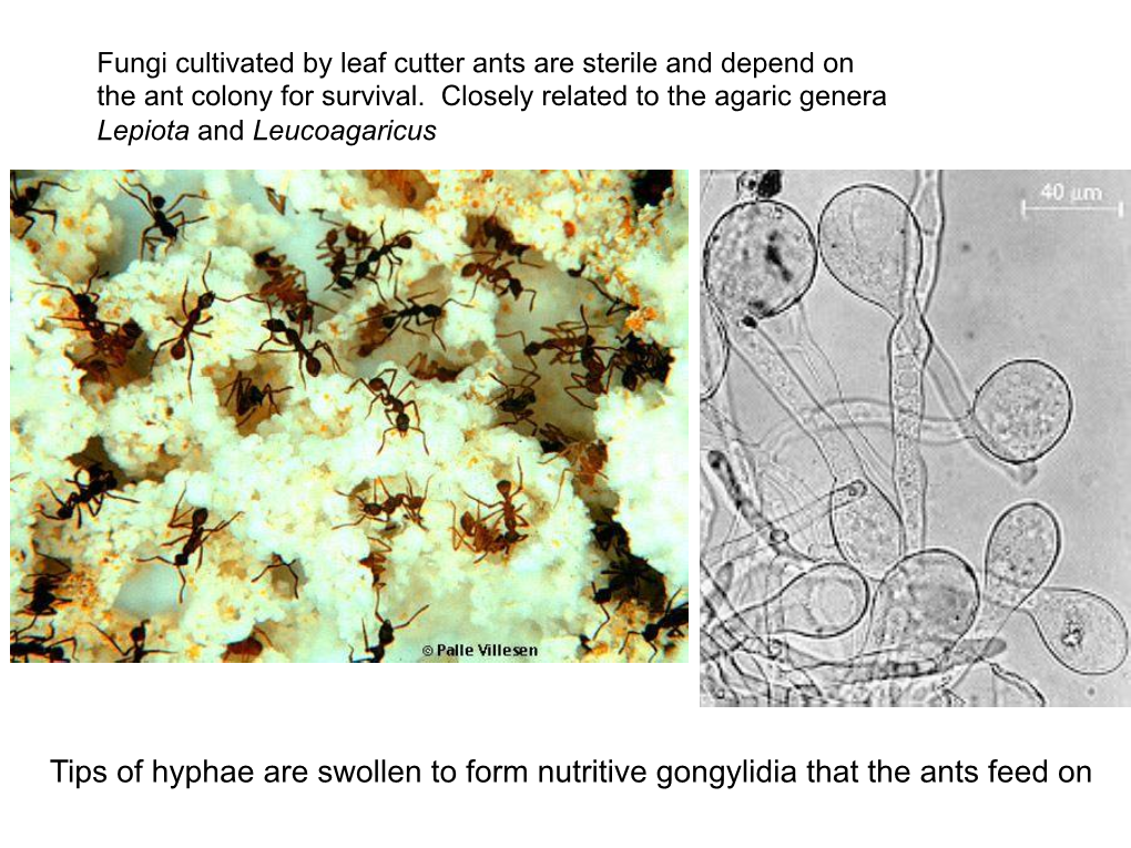 Tips of Hyphae Are Swollen to Form Nutritive Gongylidia That the Ants