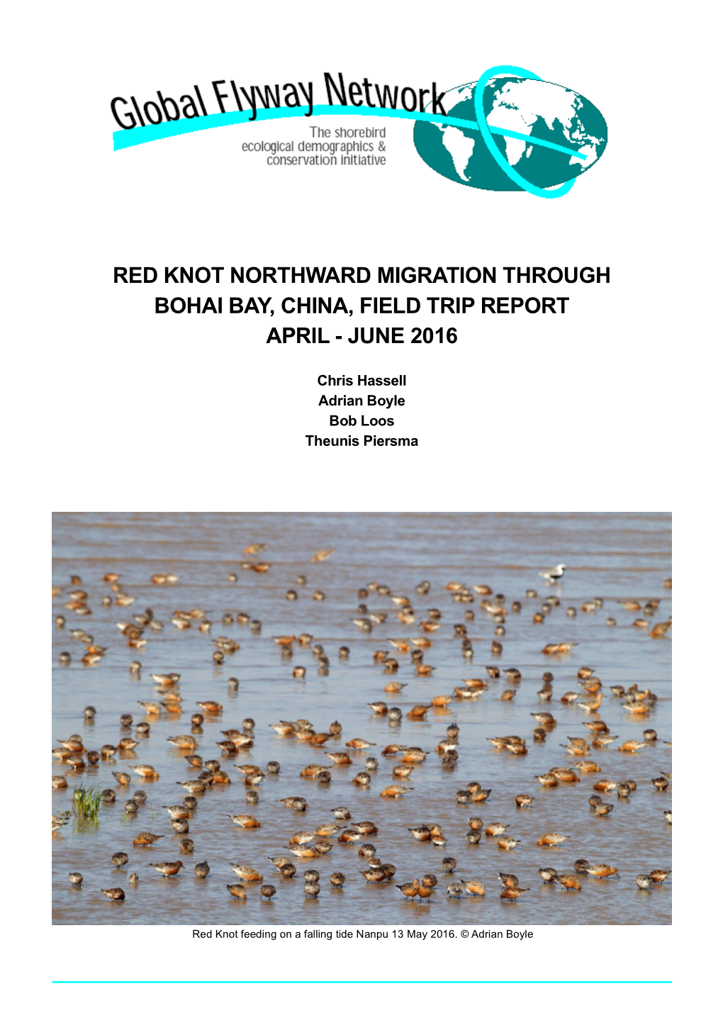 Red Knot Northward Migration Through Bohai Bay, China, Field Trip Report April - June 2016