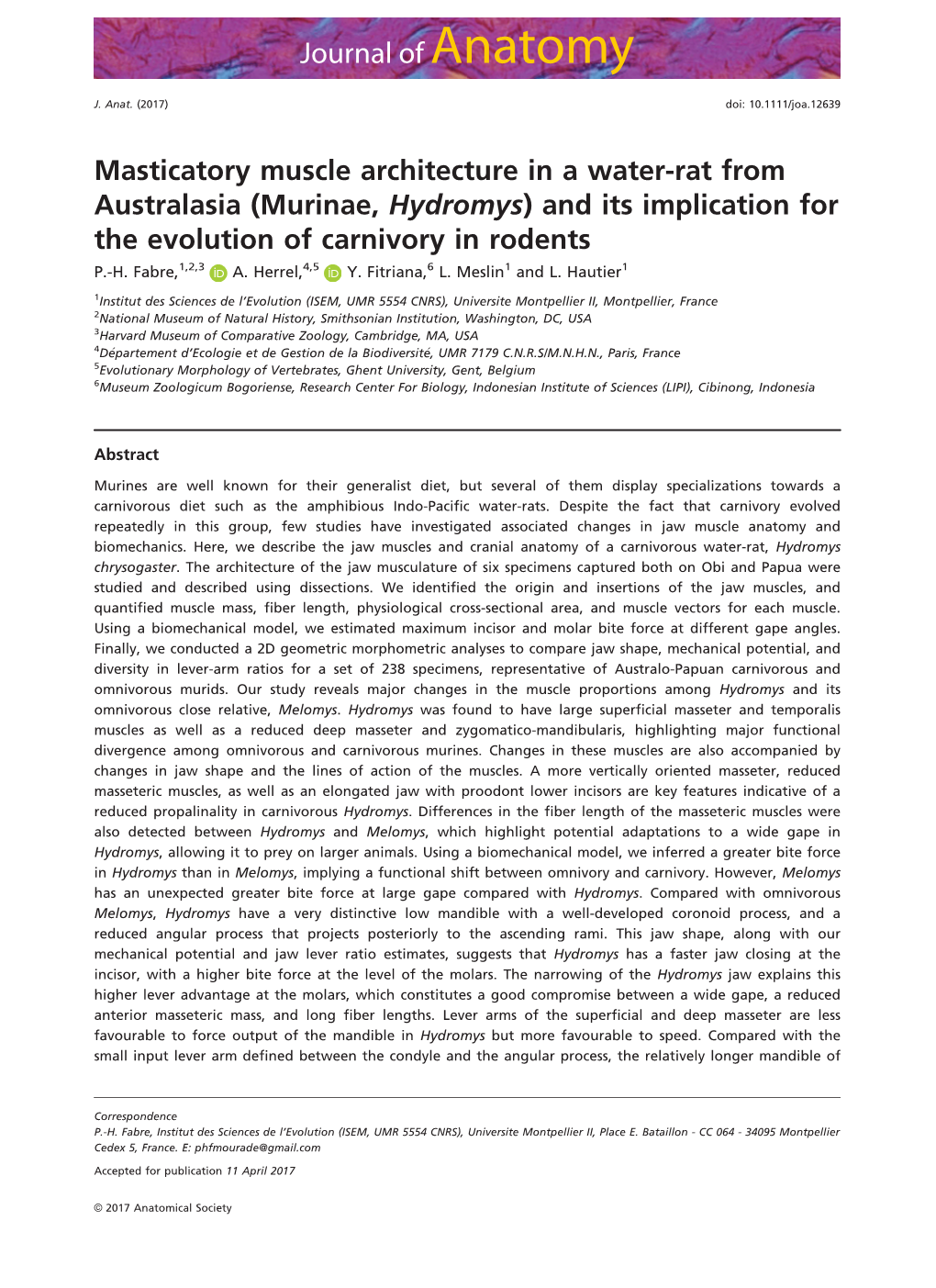 Masticatory Muscle Architecture in a Water&#X2010;Rat from Australasia (Murinae, Hydromys) and Its Implication for the Evolu