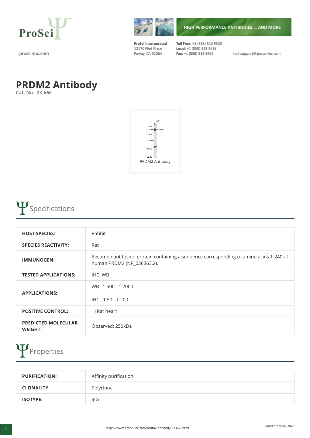 PRDM2 Antibody Cat