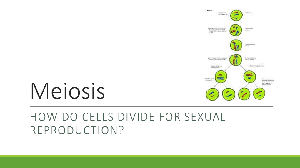 How Do Cells Divide for Sexual Reproduction?