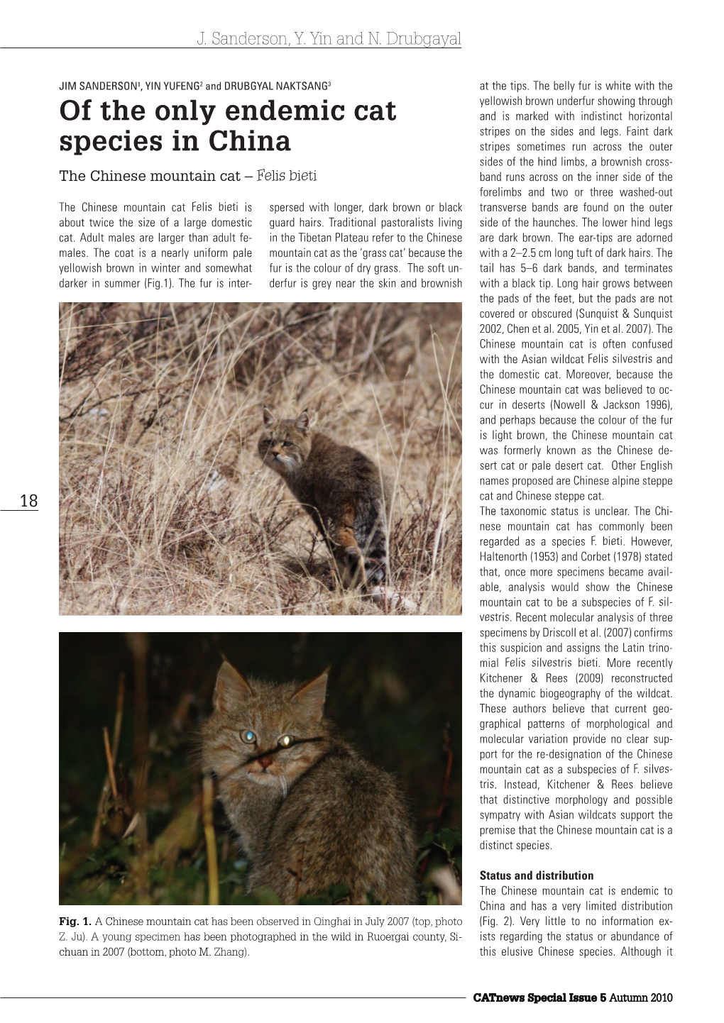 Of the Only Endemic Cat Species in China