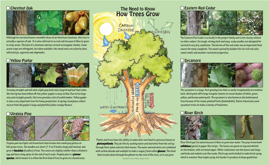 How Trees Grow Wray Paul Wray Paul