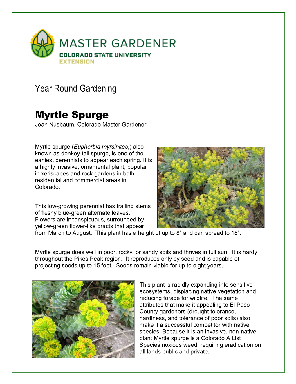 Year Round Gardening Myrtle Spurge