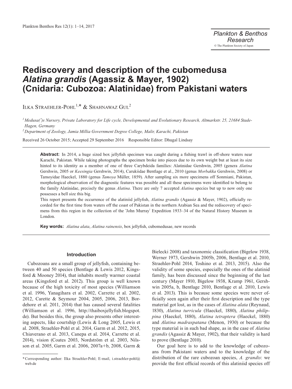 Rediscovery and Description of the Cubomedusa Alatina Grandis (Agassiz & Mayer, 1902) (Cnidaria: Cubozoa: Alatinidae) from Pakistani Waters