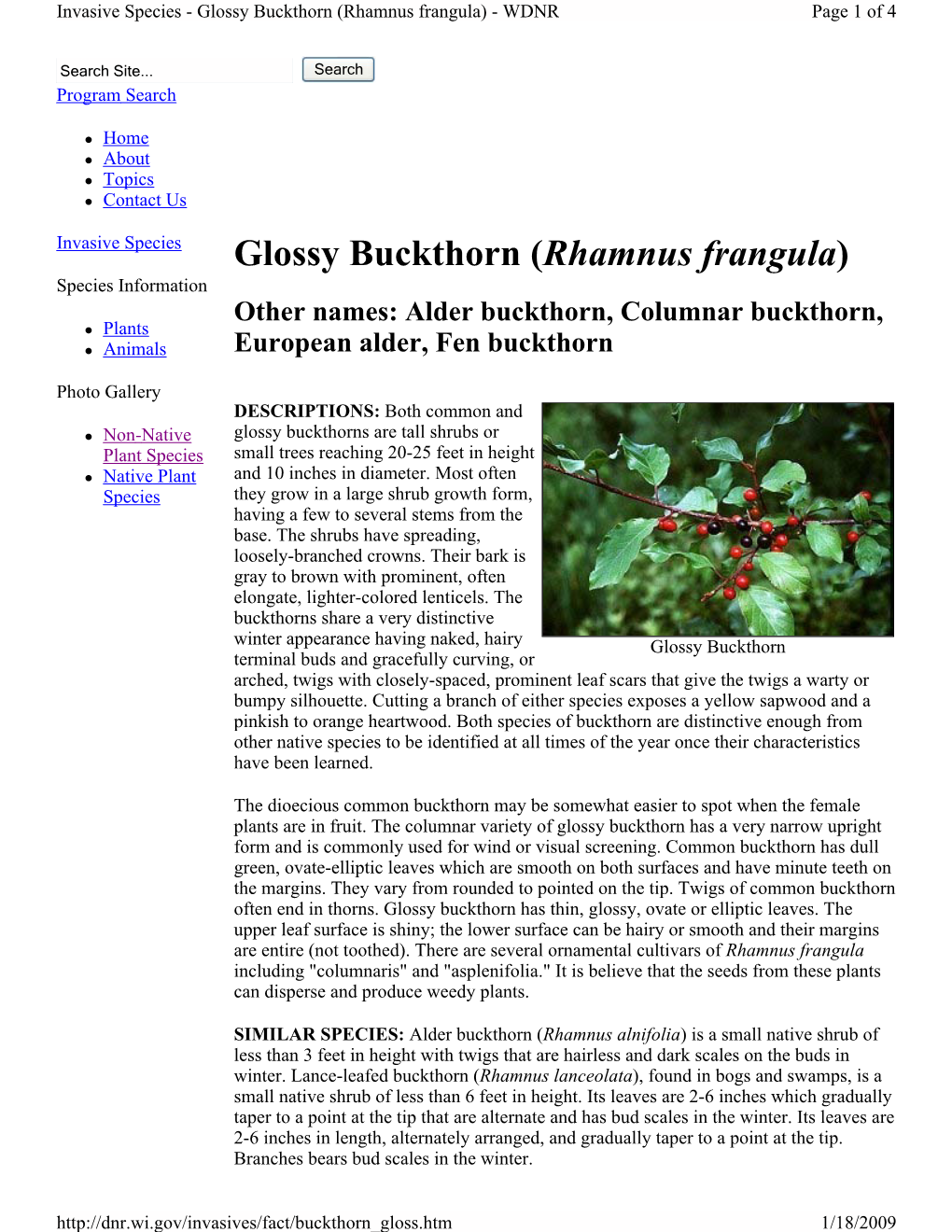 Glossy Buckthorn (Rhamnus Frangula) - WDNR Page 1 of 4