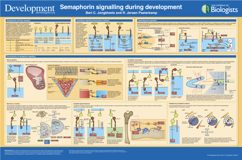 Semaphorin Signalling During Development Bart C