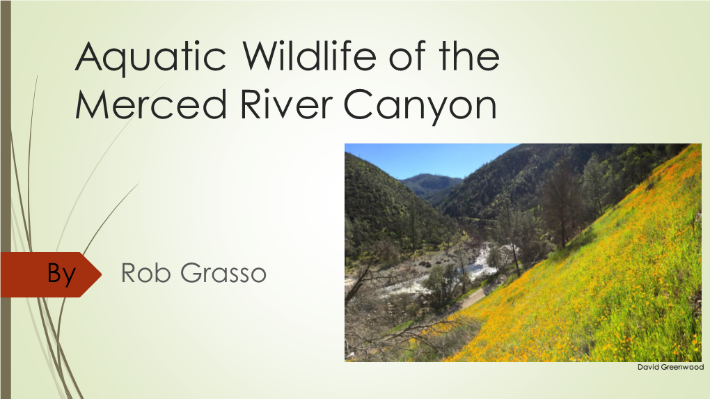 Aquatic Wildlife of the Merced River Canyon