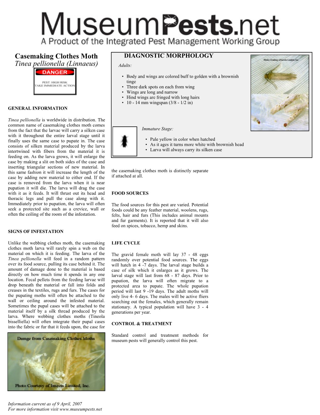 Casemaking Clothes Moth Tinea Pellionella (Linnaeus)