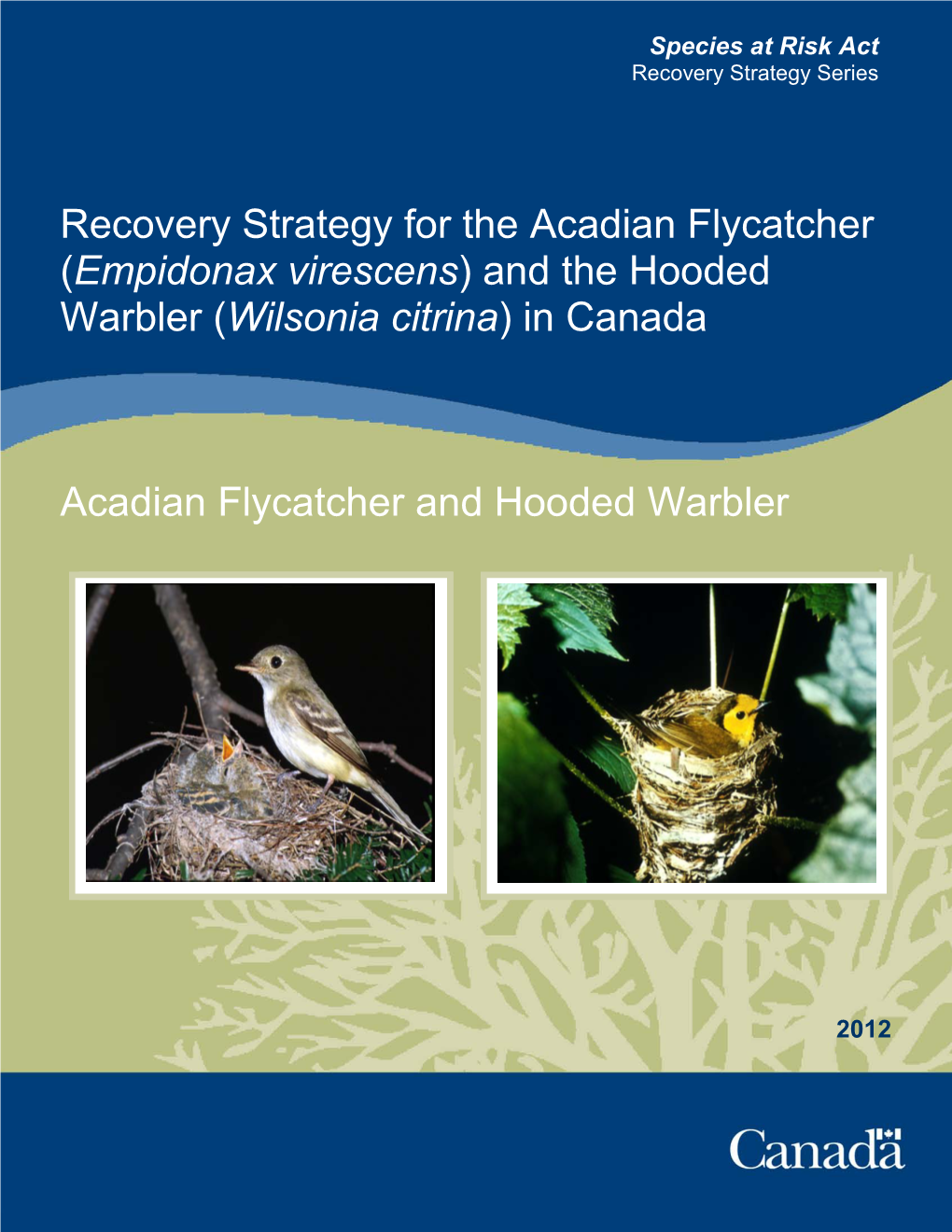 Acadian Flycatcher (Empidonax Virescens) and Hooded Warbler (Wilsonia Citrina)