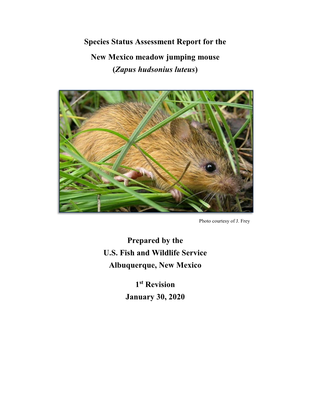 New Mexico Meadow Jumping Mouse (Zapus Hudsonius Luteus)