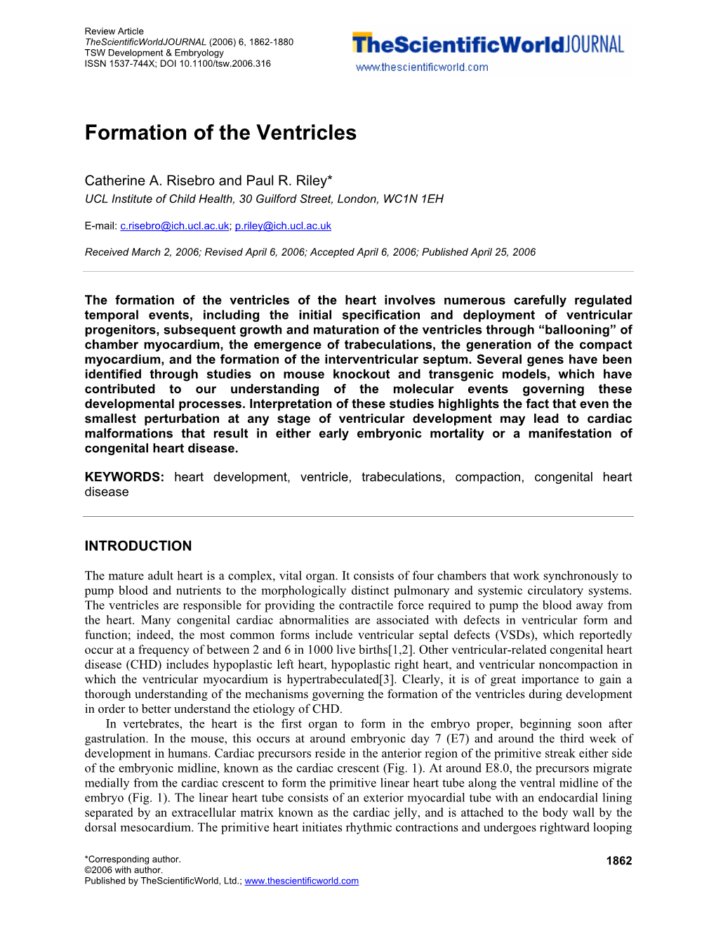Formation of the Ventricles