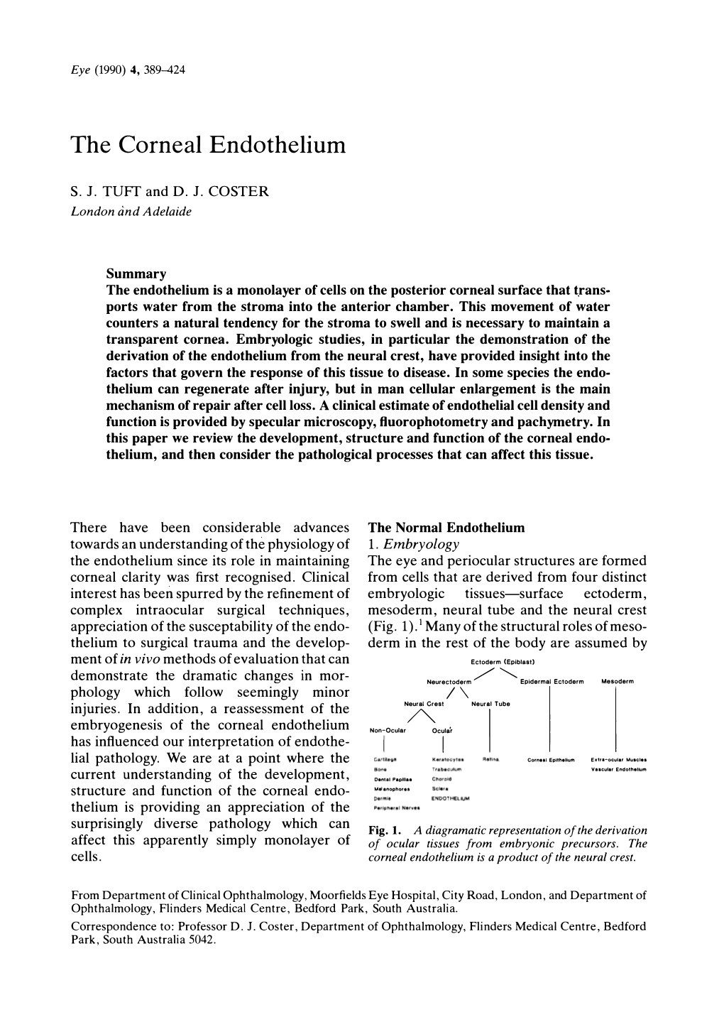 The Corneal Endothelium in the Rat