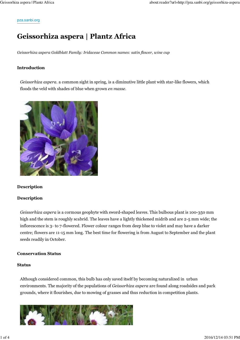 Geissorhiza Aspera | Plantz Africa About:Reader?Url=