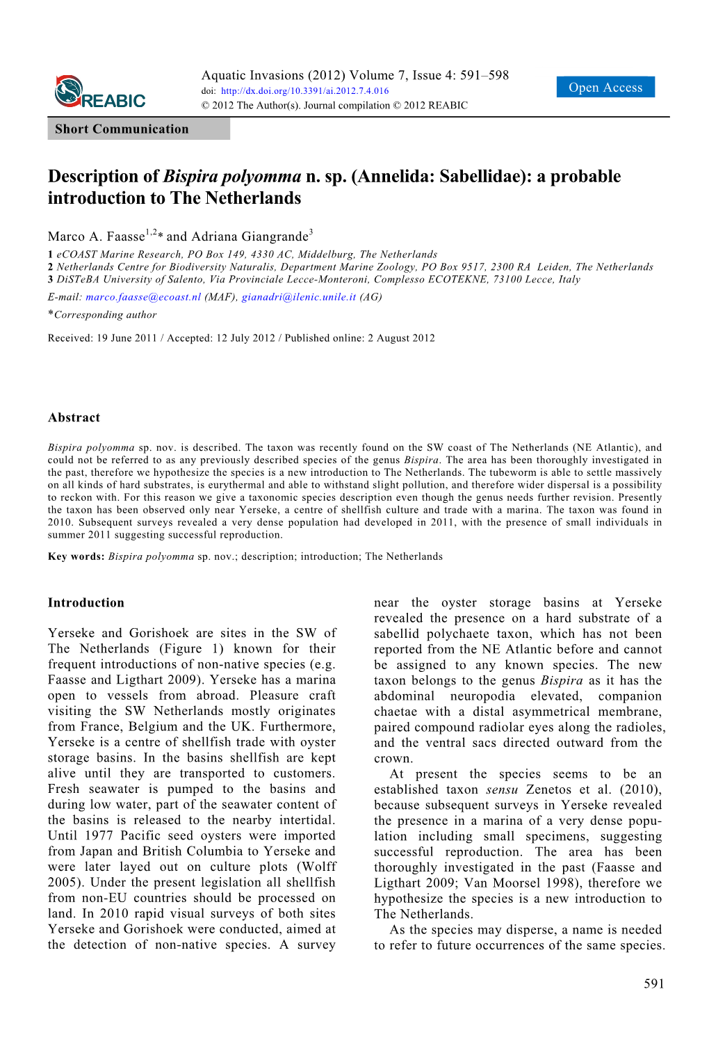 Description of Bispira Polyomma N. Sp. (Annelida: Sabellidae): a Probable Introduction to the Netherlands