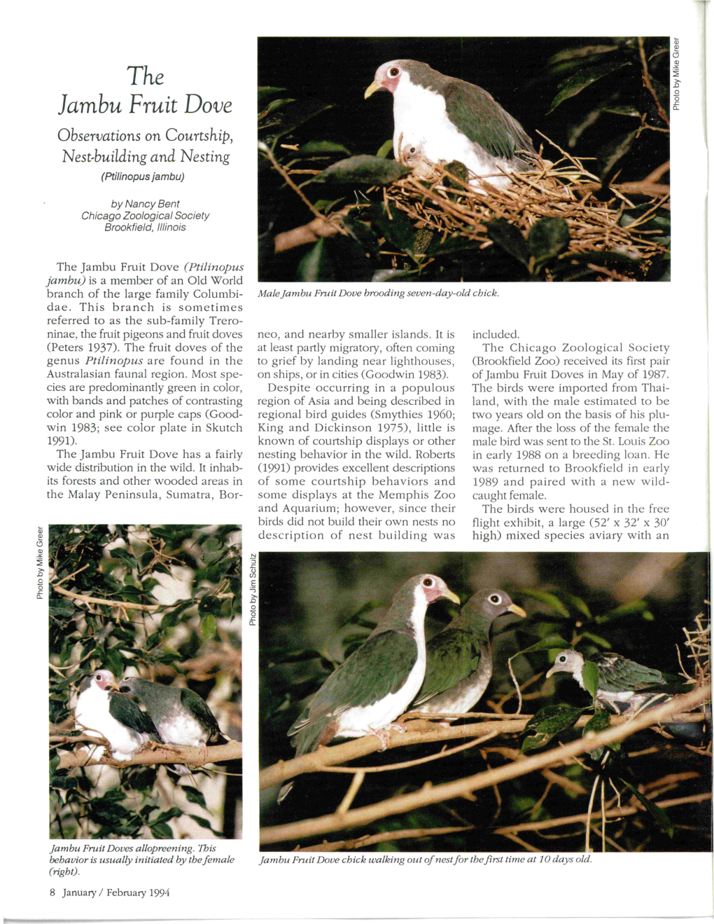 Jambu Fruit Dove Observations on Courtship, Nest..Building and Nesting (Ptilinopus Jambu)