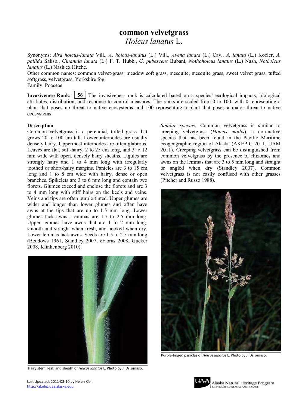 Common Velvetgrass Holcus Lanatus L
