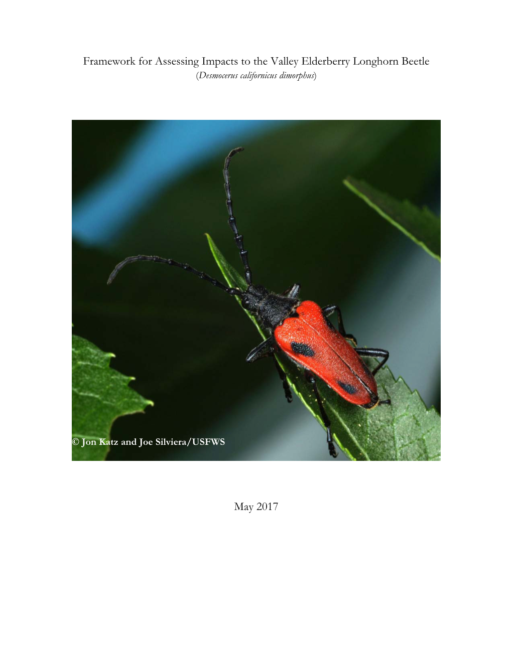 Framework for Assessing Impacts to the Valley Elderberry Longhorn Beetle (Desmocerus Californicus Dimorphus)