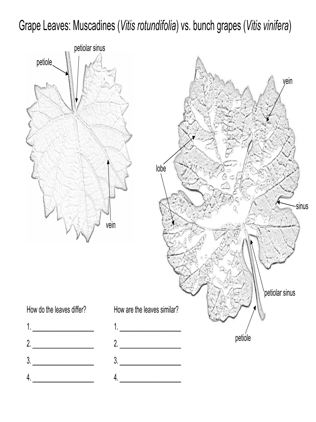 Muscadines (Vitis Rotundifolia) Vs. Bunch Grapes (Vitis Vinifera)