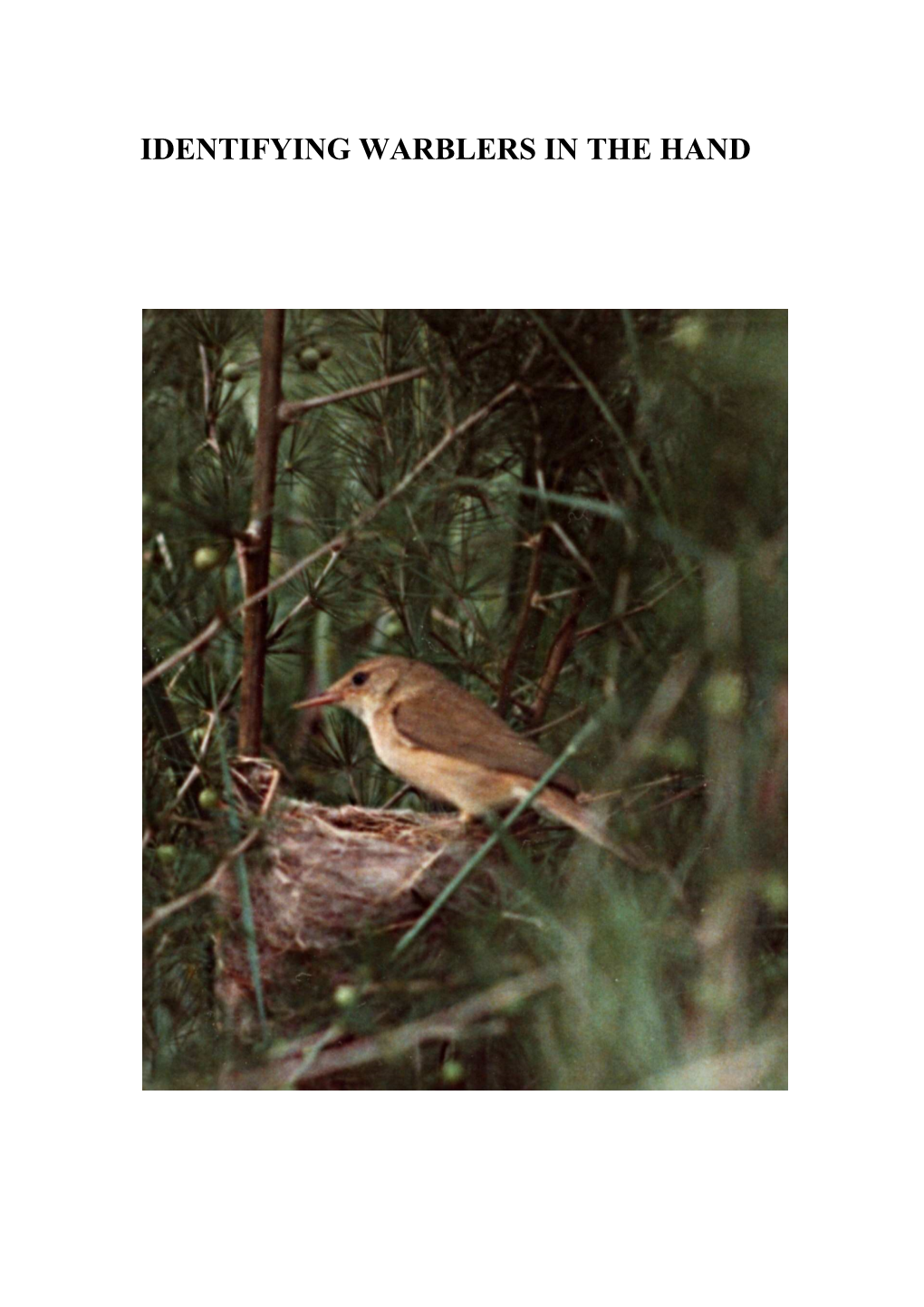 Identifying Warblers in the Hand