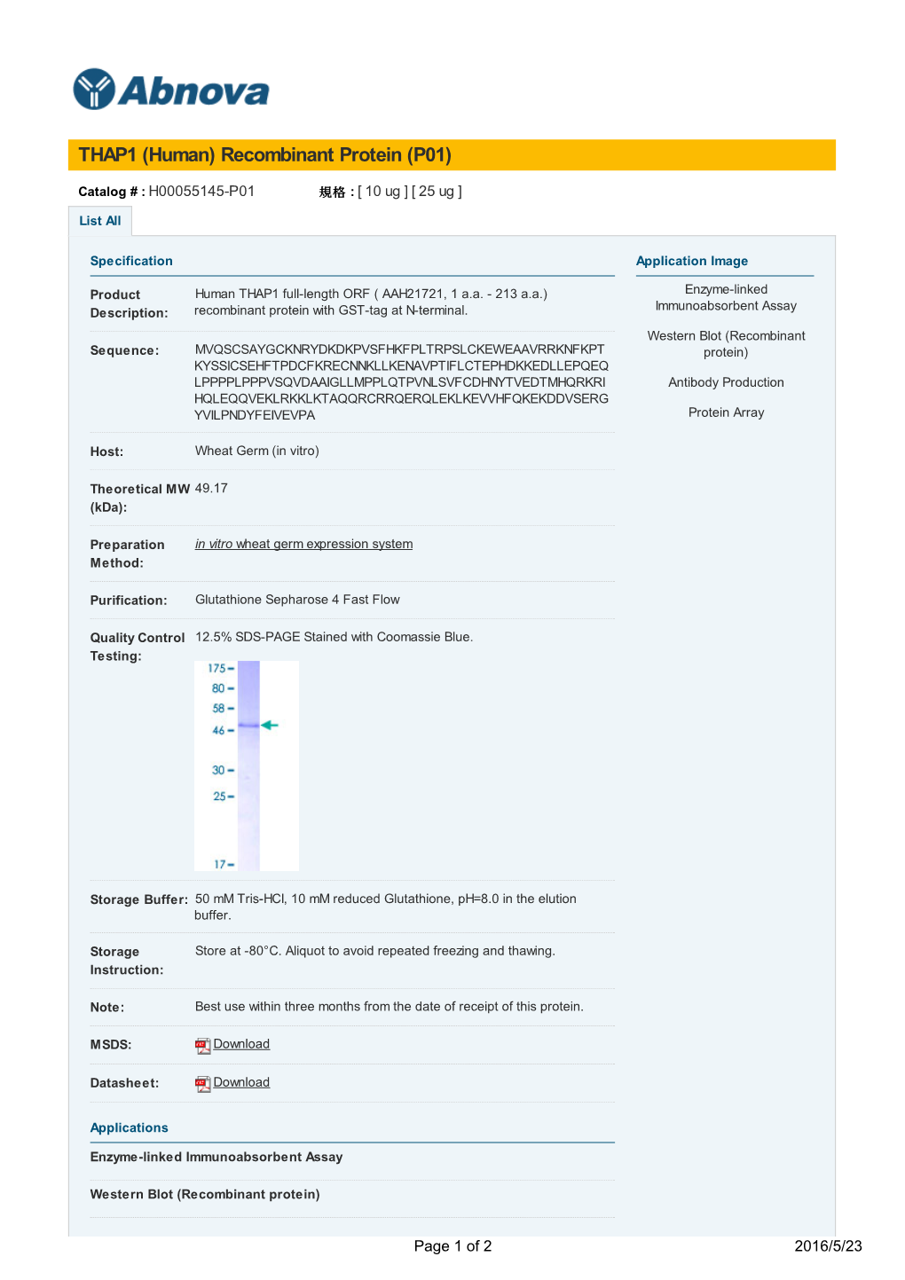 THAP1 (Human) Recombinant Protein (P01)