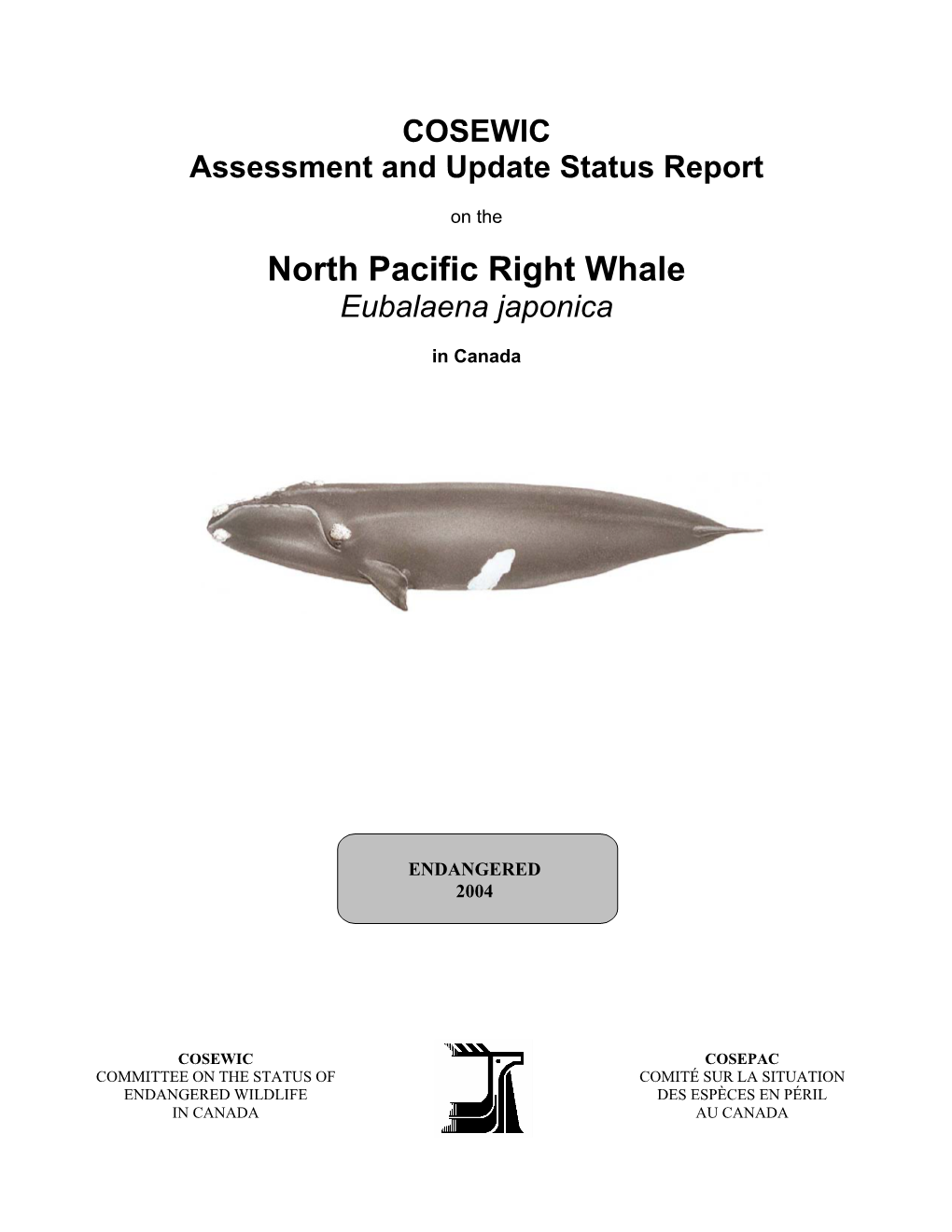 North Pacific Right Whale Eubalaena Japonica