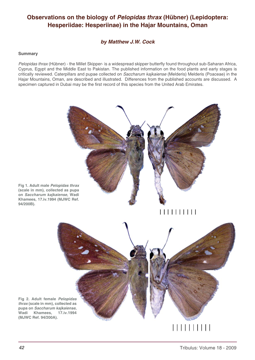 Observations on the Biology of Pelopidas Thrax (Hübner) (Lepidoptera: Hesperiidae: Hesperiinae) in the Hajar Mountains, Oman