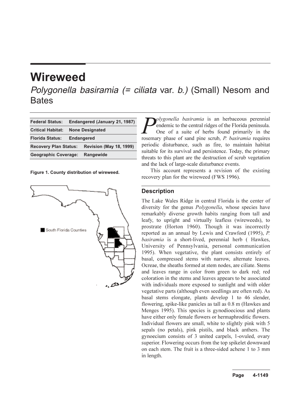 Wireweed Polygonella Basiramia (= Ciliata Var