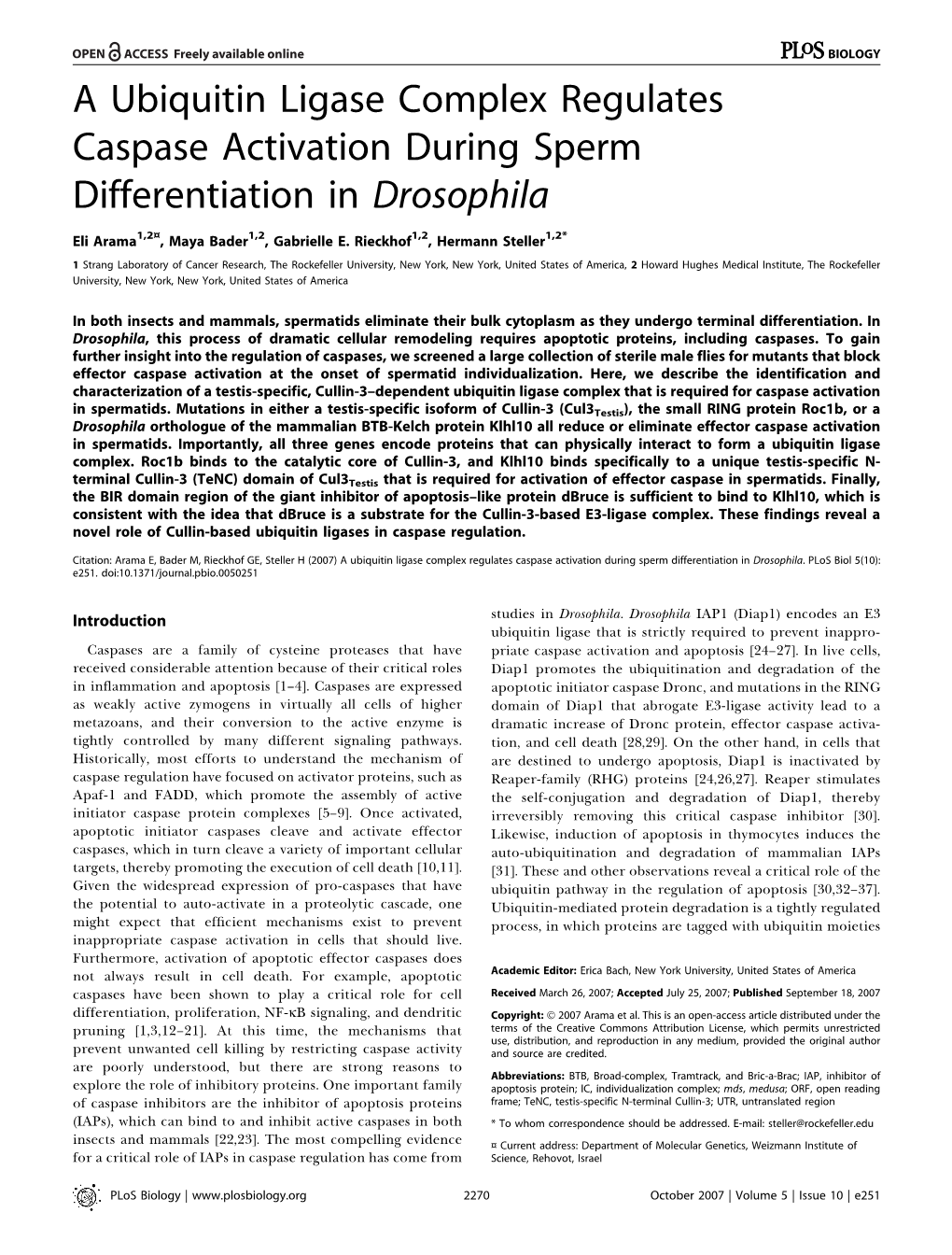 A Ubiquitin Ligase Complex Regulates Caspase Activation During Sperm Differentiation in Drosophila