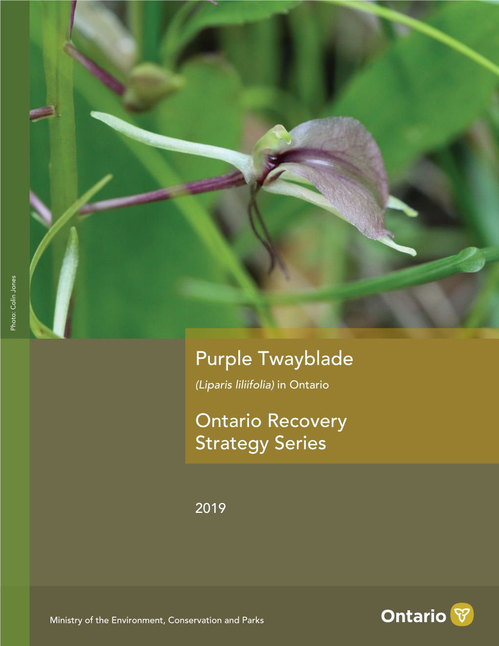 Recovery Strategy for the Purple Twayblade (Liparis Liliifolia) in Ontario