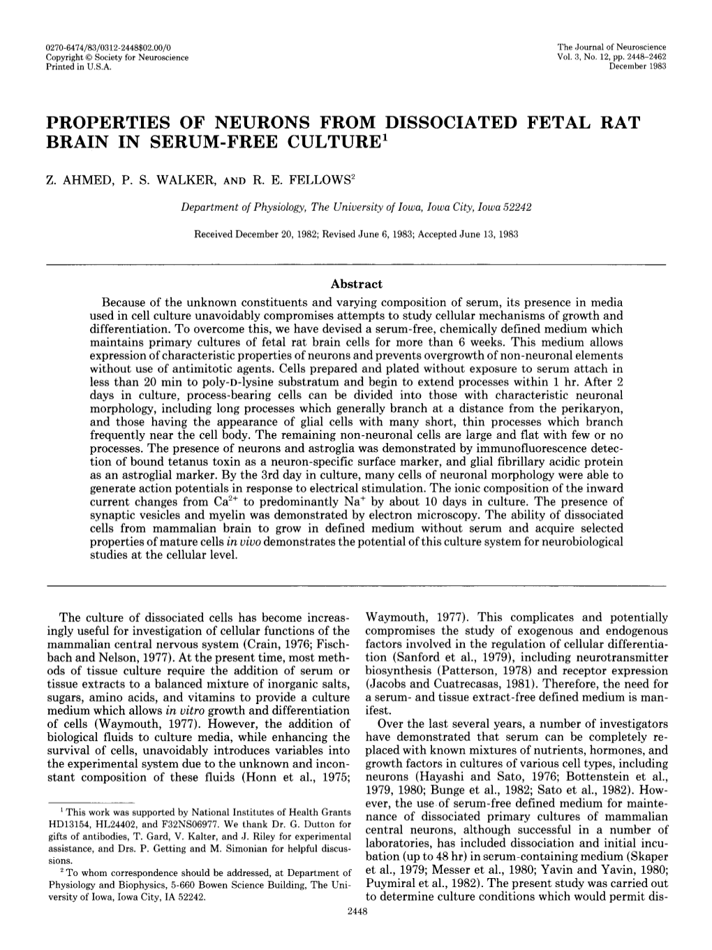 Properties of Neurons from Dissociated Fetal Rat Brain in Serum-Free Culture1