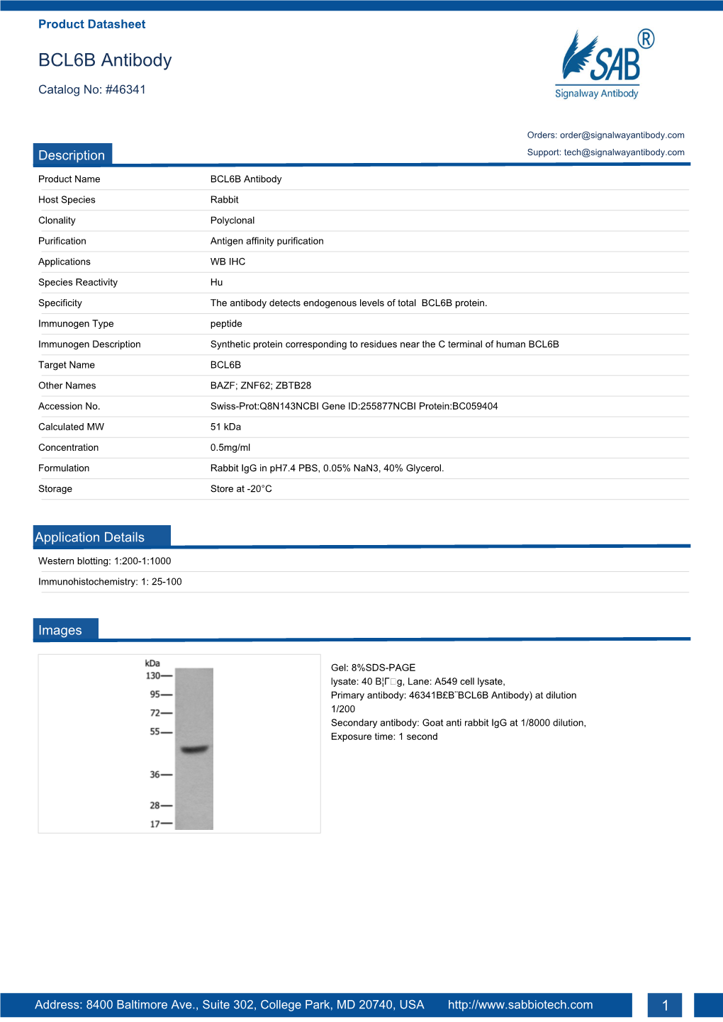 BCL6B Antibody