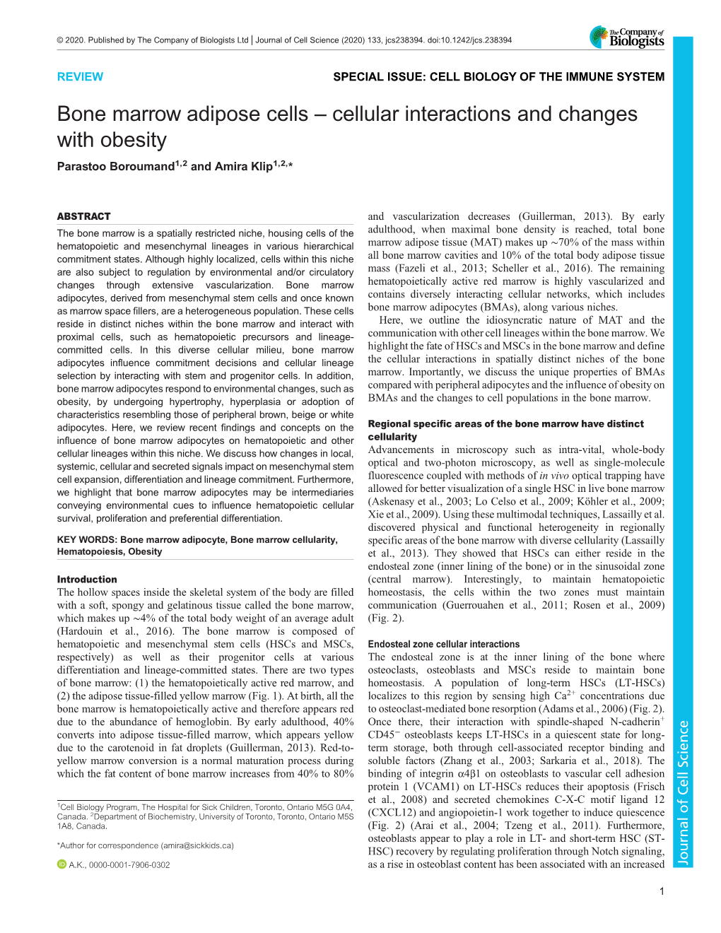 Bone Marrow Adipose Cells – Cellular Interactions and Changes with Obesity Parastoo Boroumand1,2 and Amira Klip1,2,*