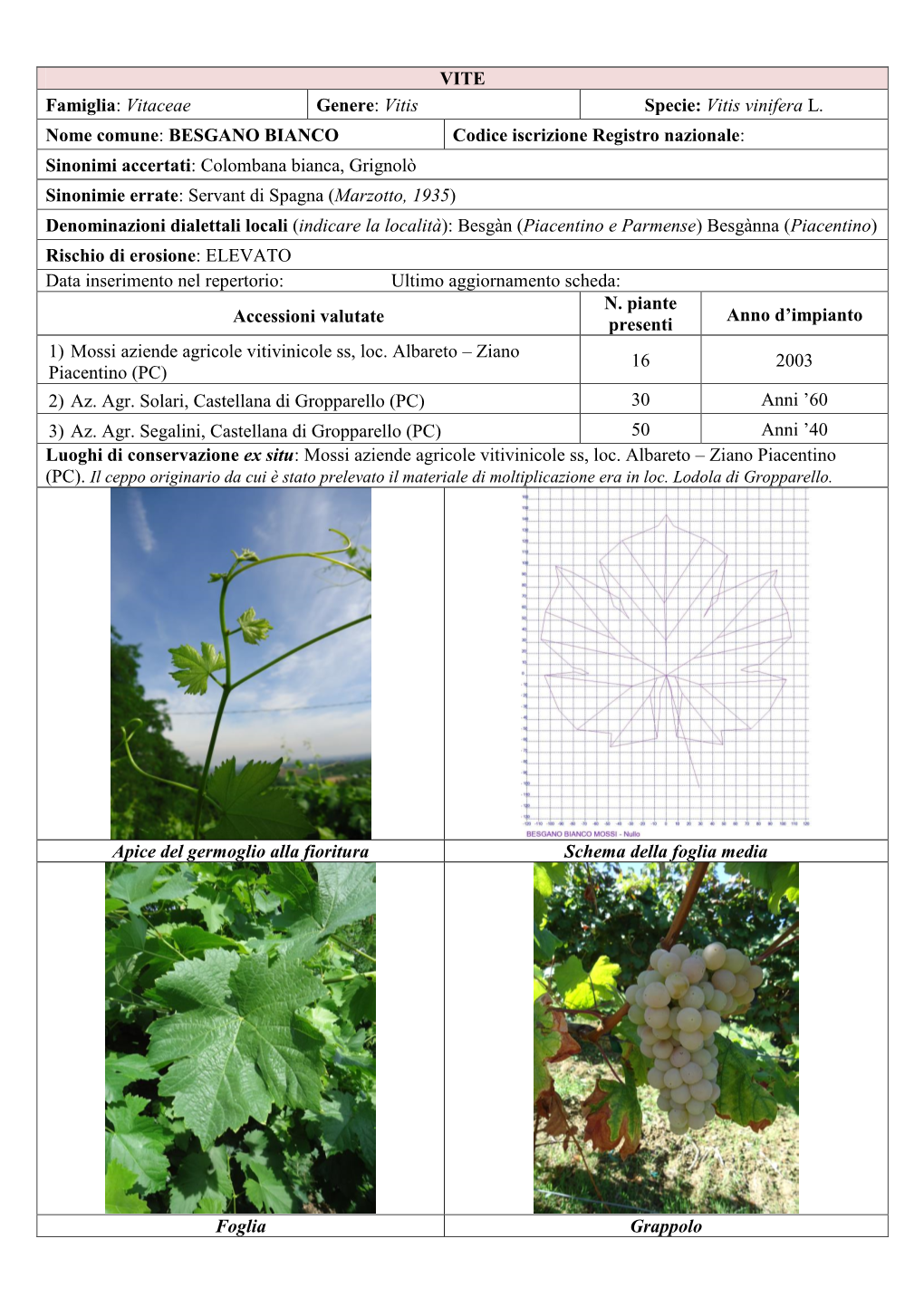 VITE Famiglia: Vitaceae Genere: Vitis Specie: Vitis Vinifera L. Nome