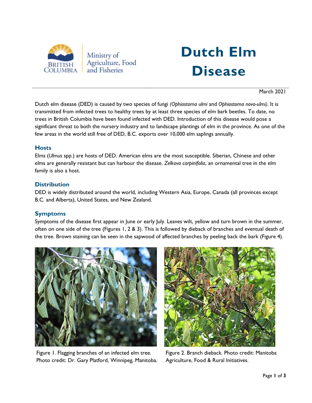 Dutch Elm Disease