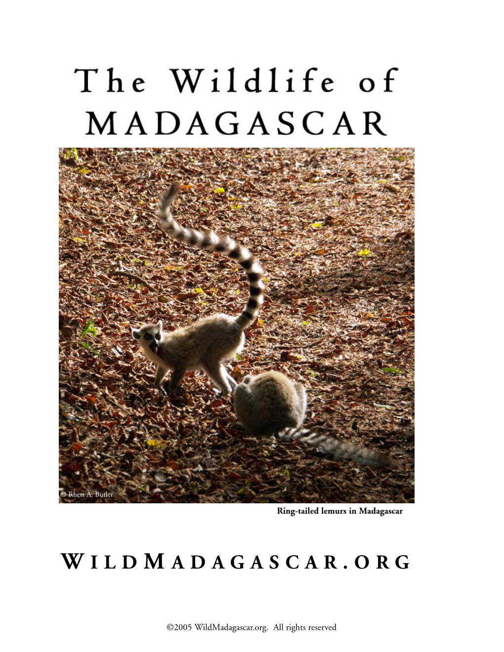 Wildlife of Madagascar