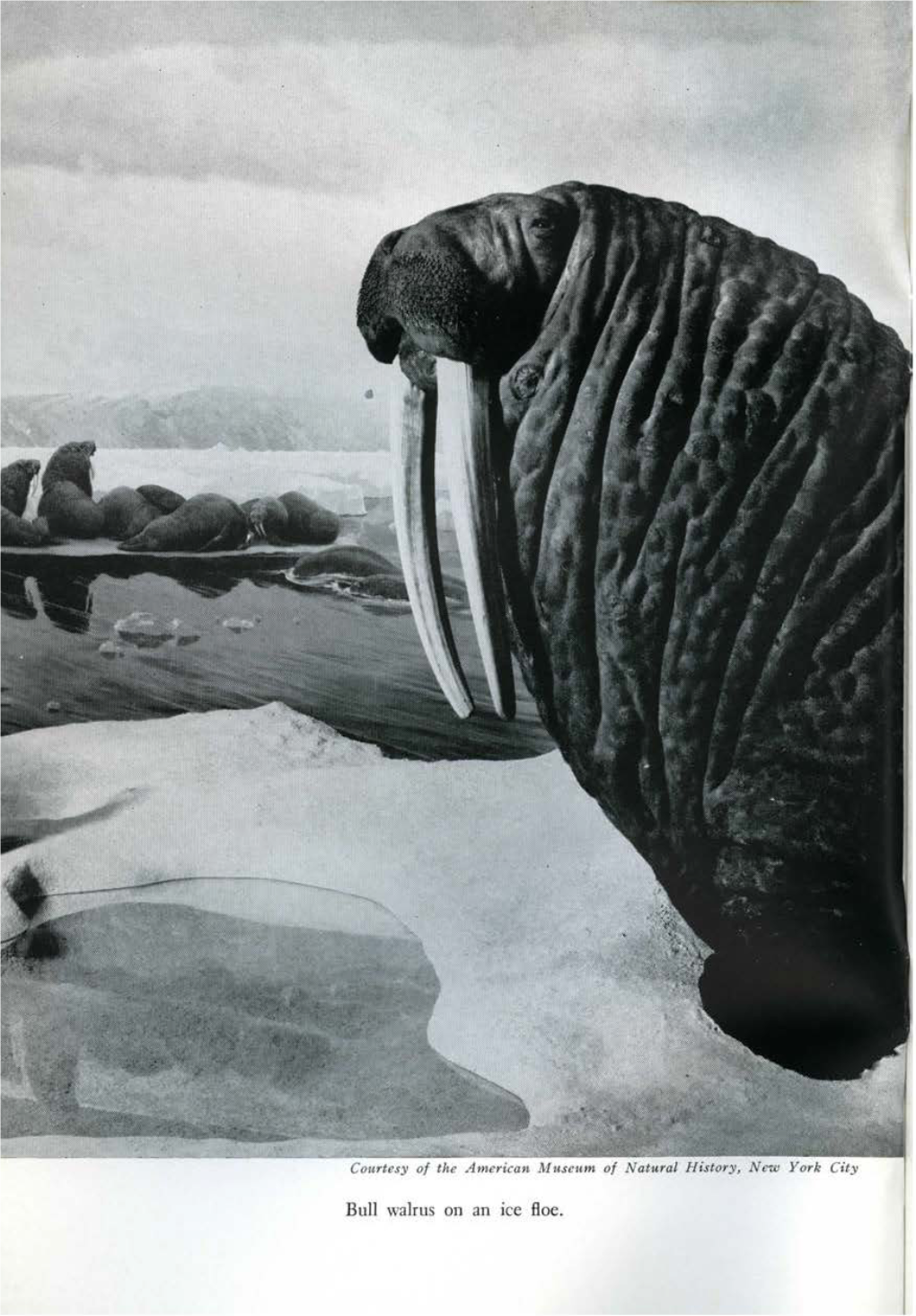 Bull Walrus on an Ice Boe. UNIVERSITY MUSEUM BULLETIN VOL, 18 SEPTEMBER, 1954 NO, 3