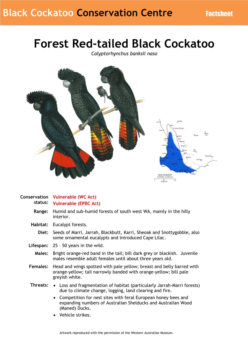 Forest Red-Tailed Black Cockatoo Calyptorhynchus Banksii Naso