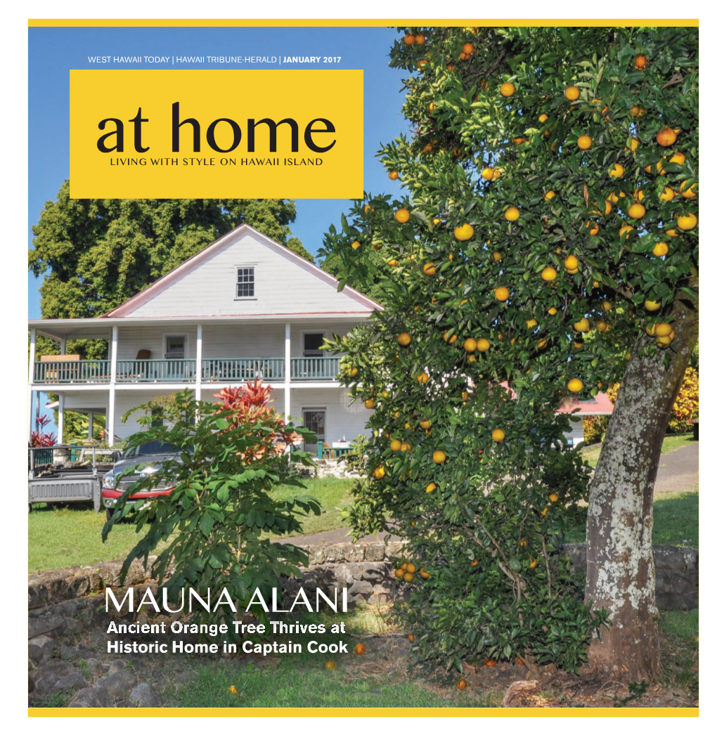 Ancient Orange Tree Thrives at Historic Home in Captain Cook 2 JANUARY 2017 |