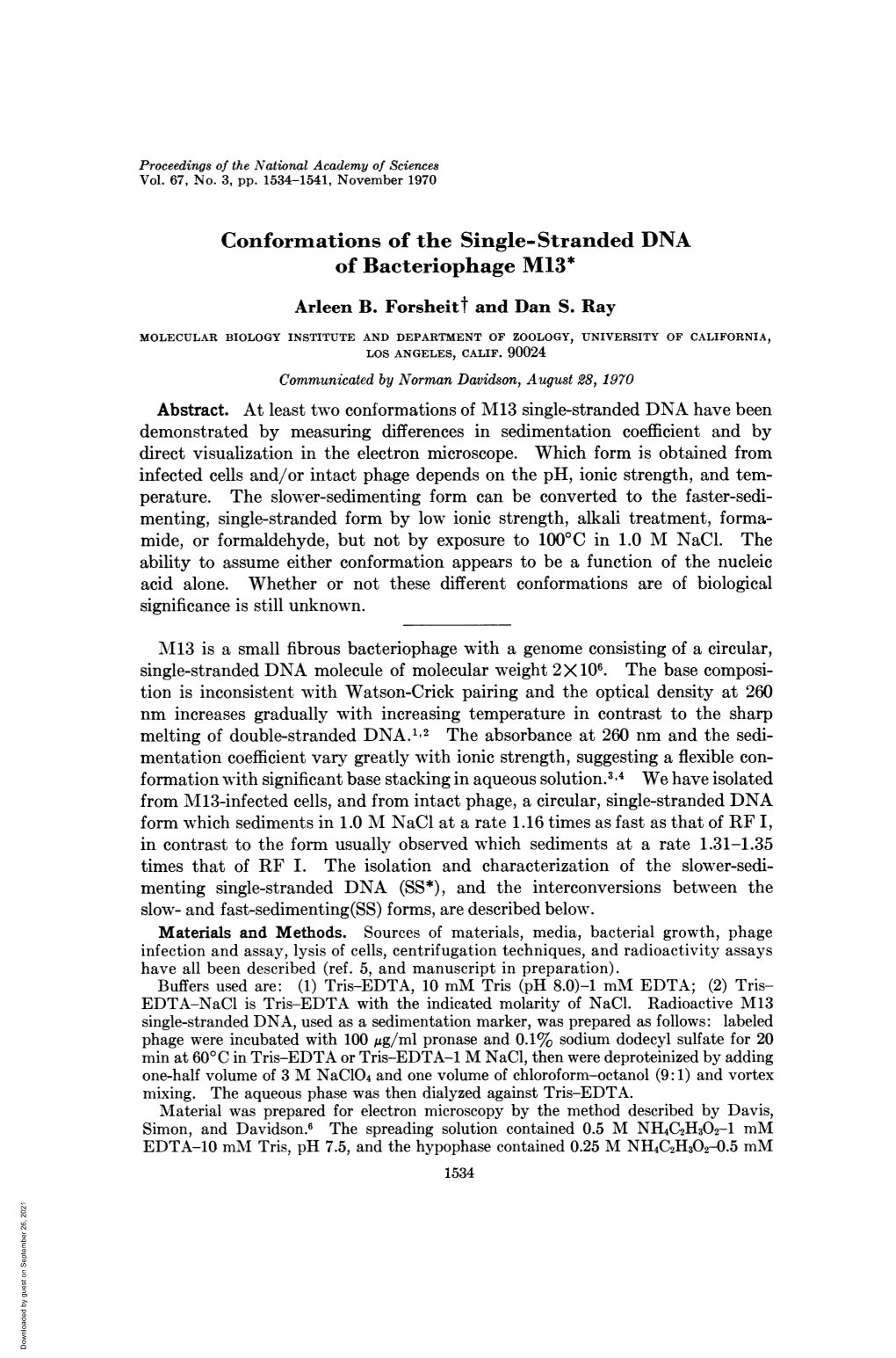 Conformations of the Single-Stranded DNA of Bacteriophage M13* Arleen B