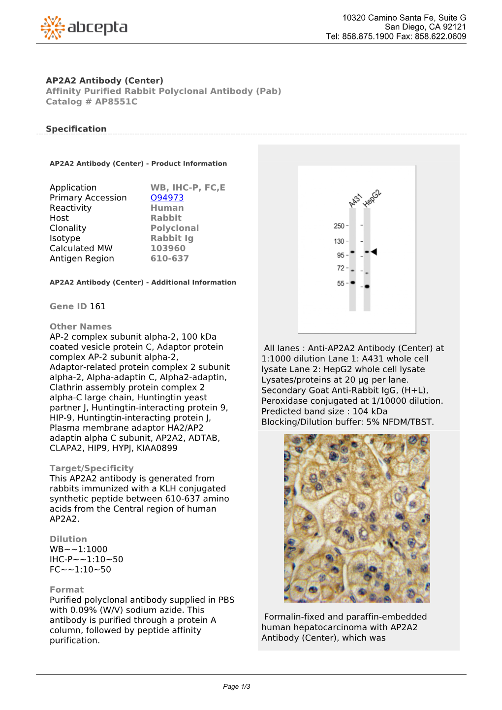 AP2A2 Antibody (Center) Affinity Purified Rabbit Polyclonal Antibody (Pab) Catalog # AP8551C