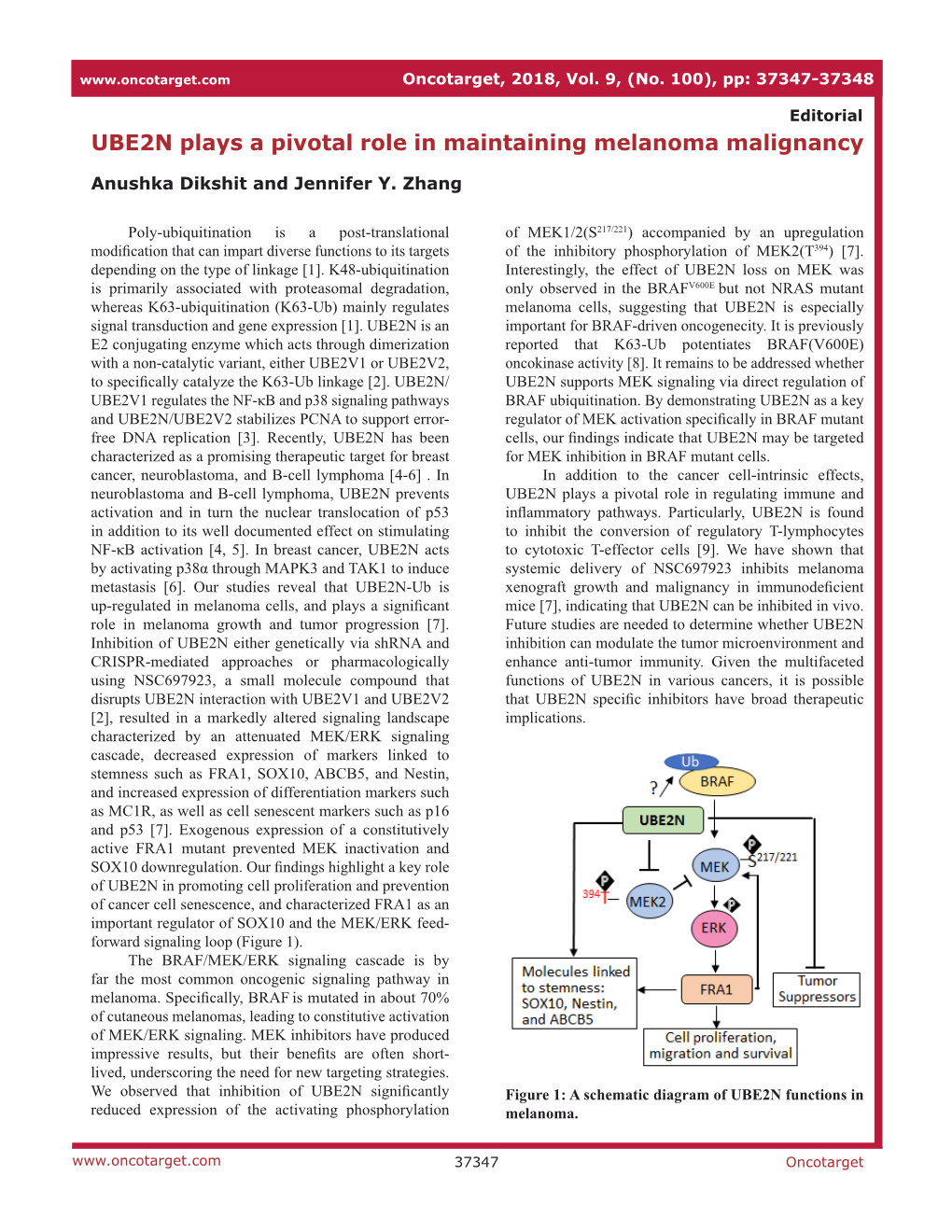 UBE2N Plays a Pivotal Role in Maintaining Melanoma Malignancy