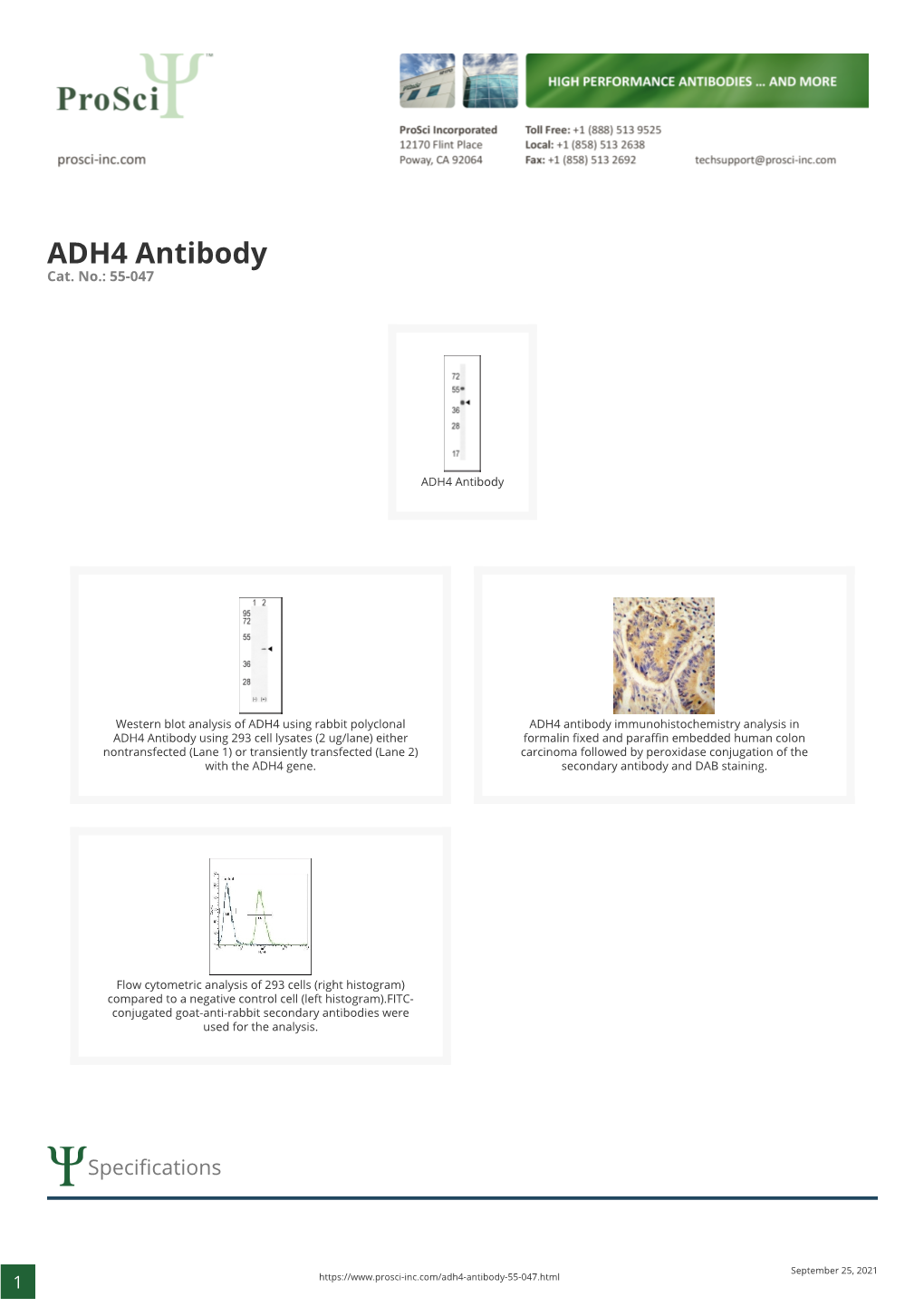 ADH4 Antibody Cat