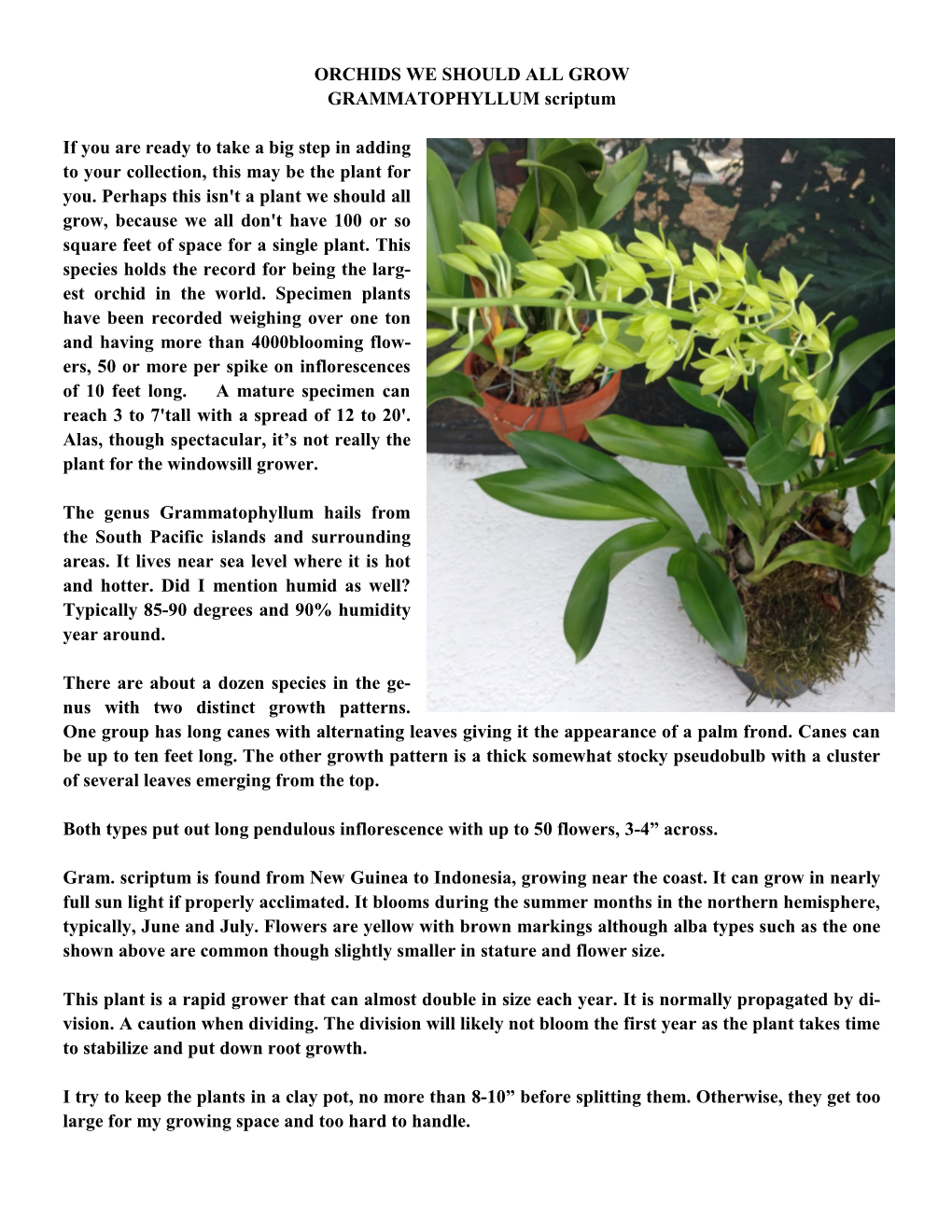 ORCHIDS WE SHOULD ALL GROW GRAMMATOPHYLLUM Scriptum If