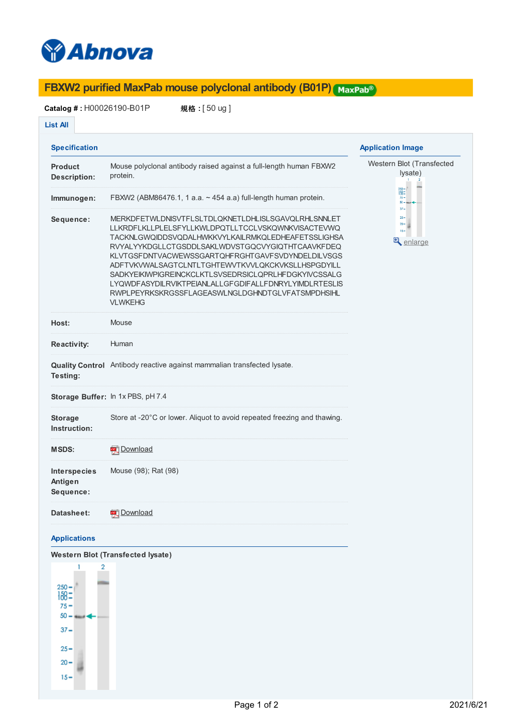 FBXW2 Purified Maxpab Mouse Polyclonal Antibody (B01P)